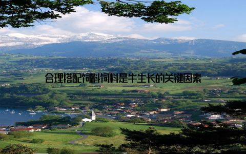 合理搭配饲料饲料是牛生长的关键因素