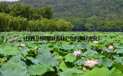 让我们共同期待畜牧产业的美好未来!