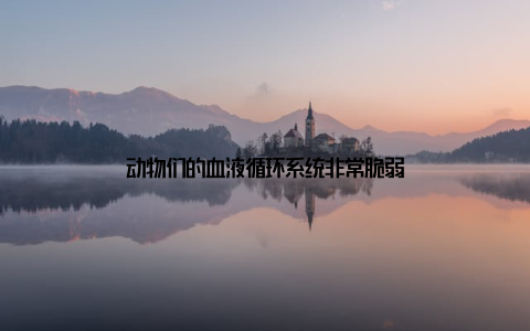 动物们的血液循环系统非常脆弱