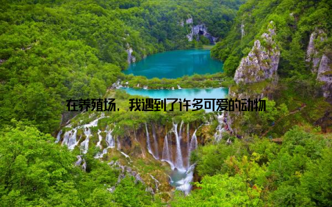 在养殖场, 我遇到了许多可爱的动物